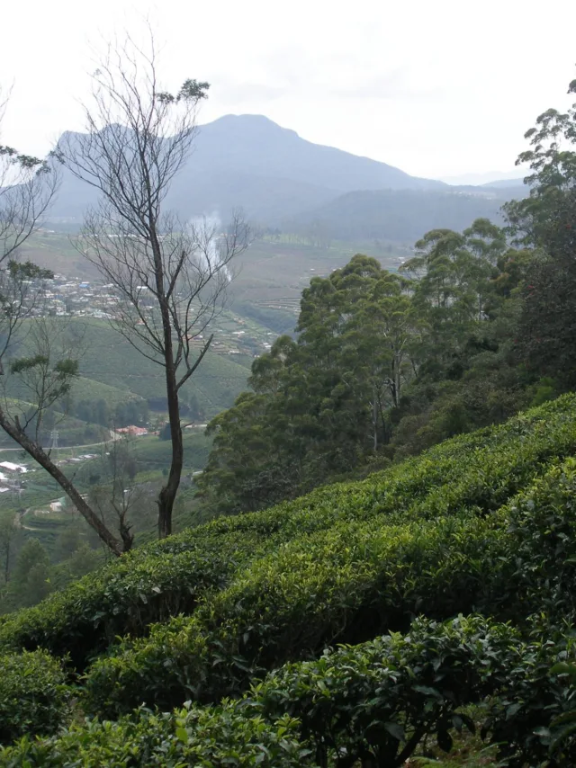Nuwara Eliya