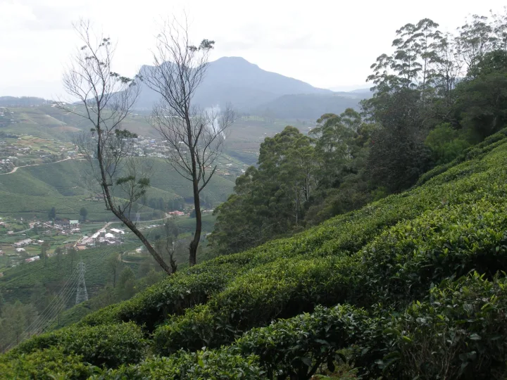 Nuwara Eliya
