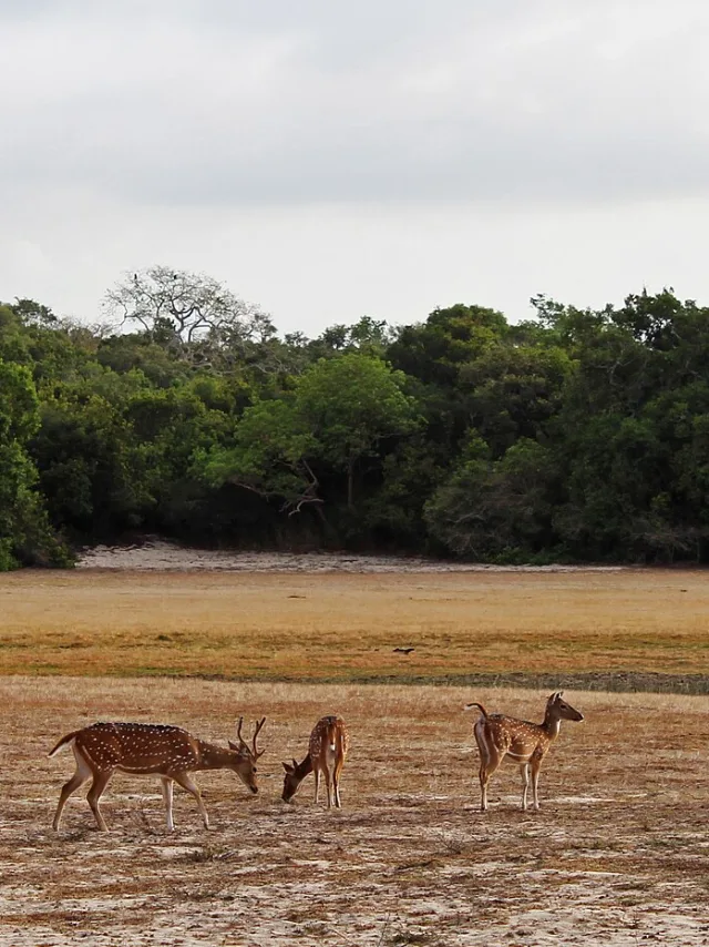 Wilpattu National Park