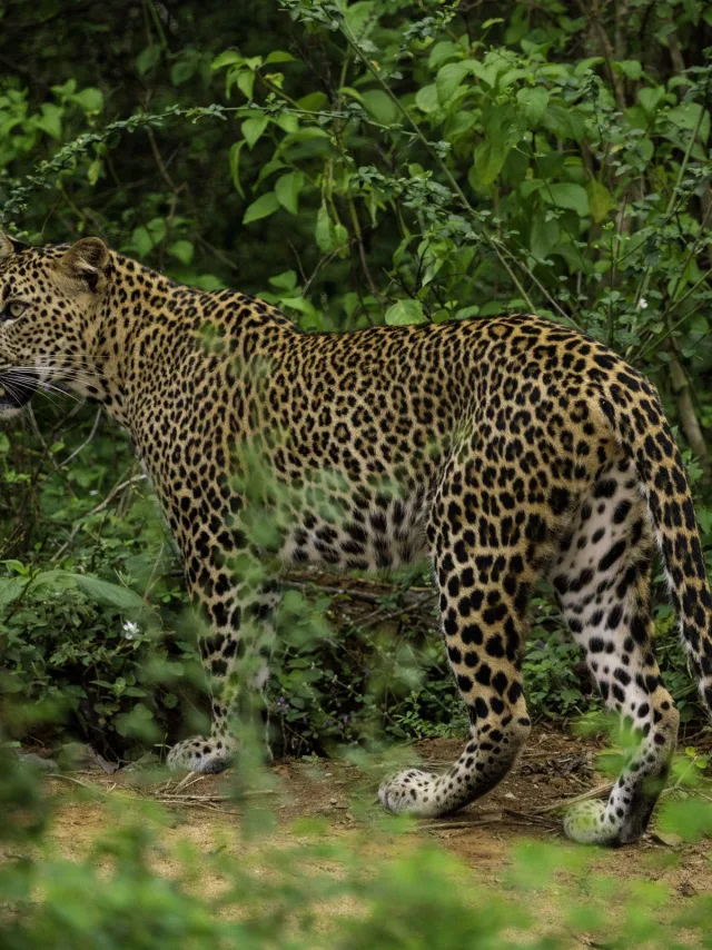 Yala National Park