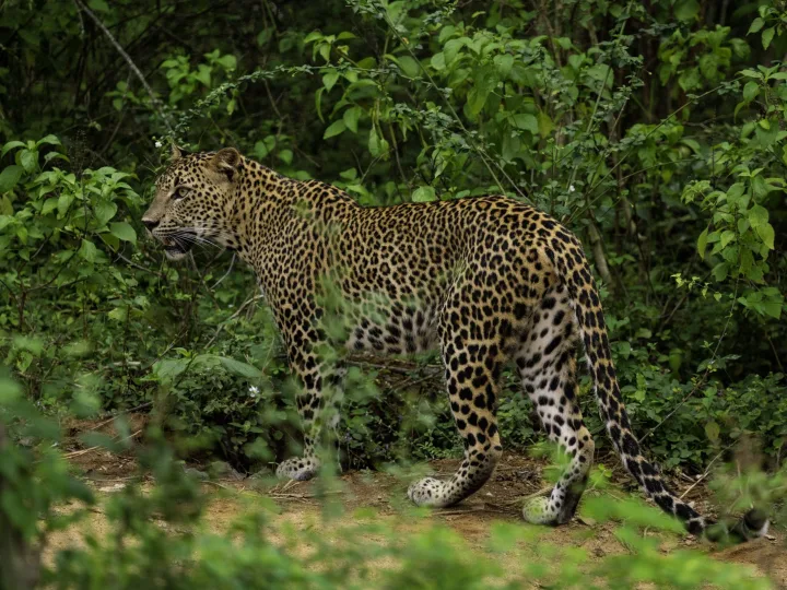 Yala National Park