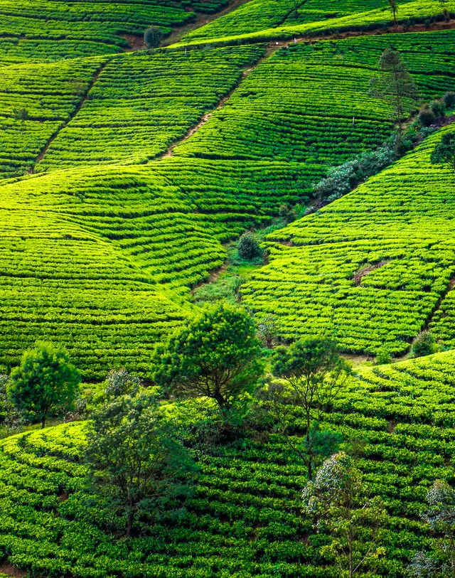 Nuwara Eliya