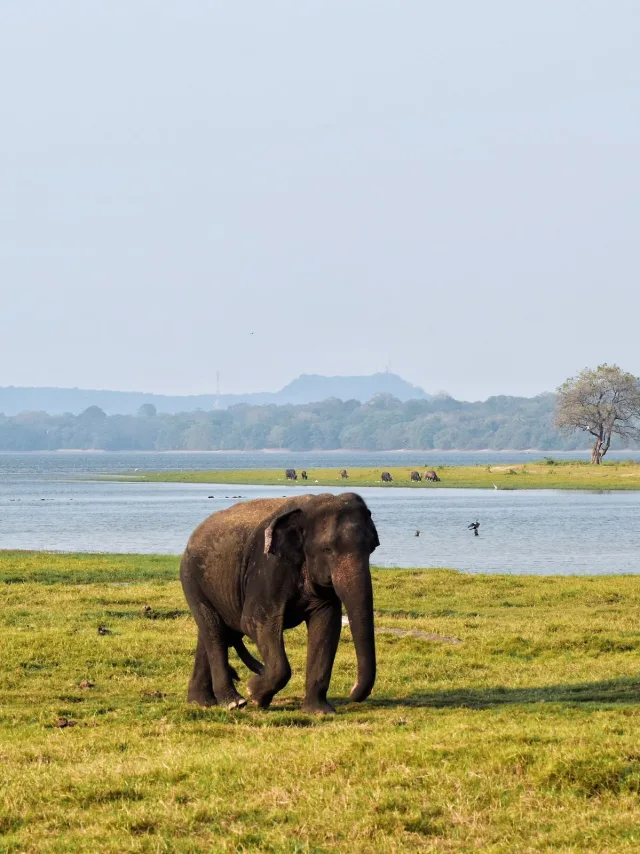 Udawalawe National Park