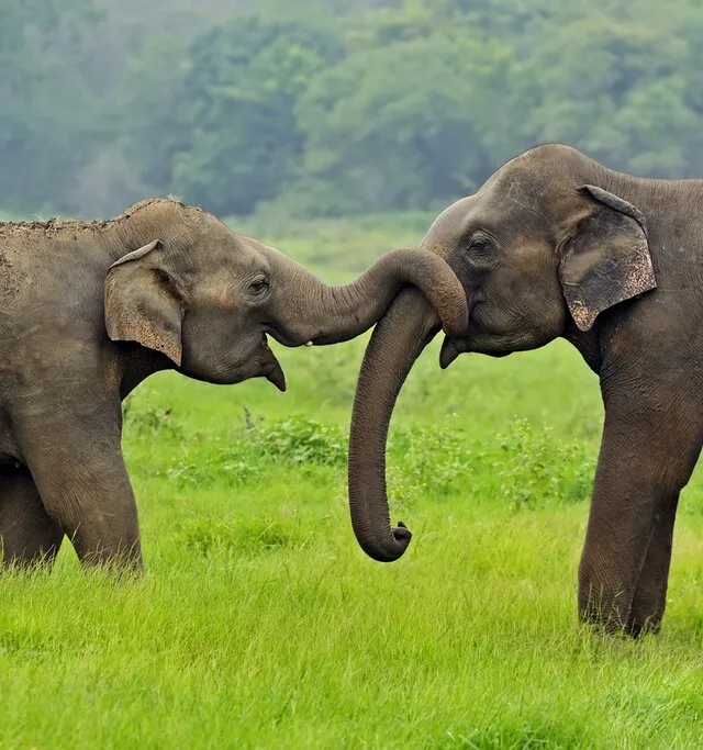 Yala National Park