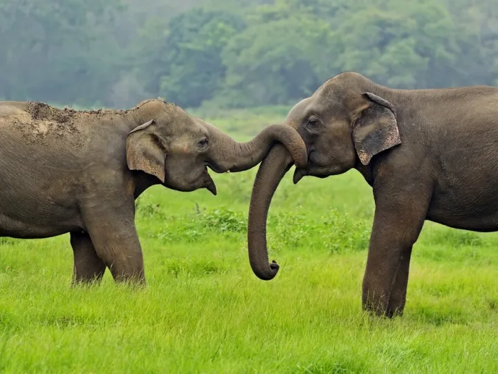 Yala National Park