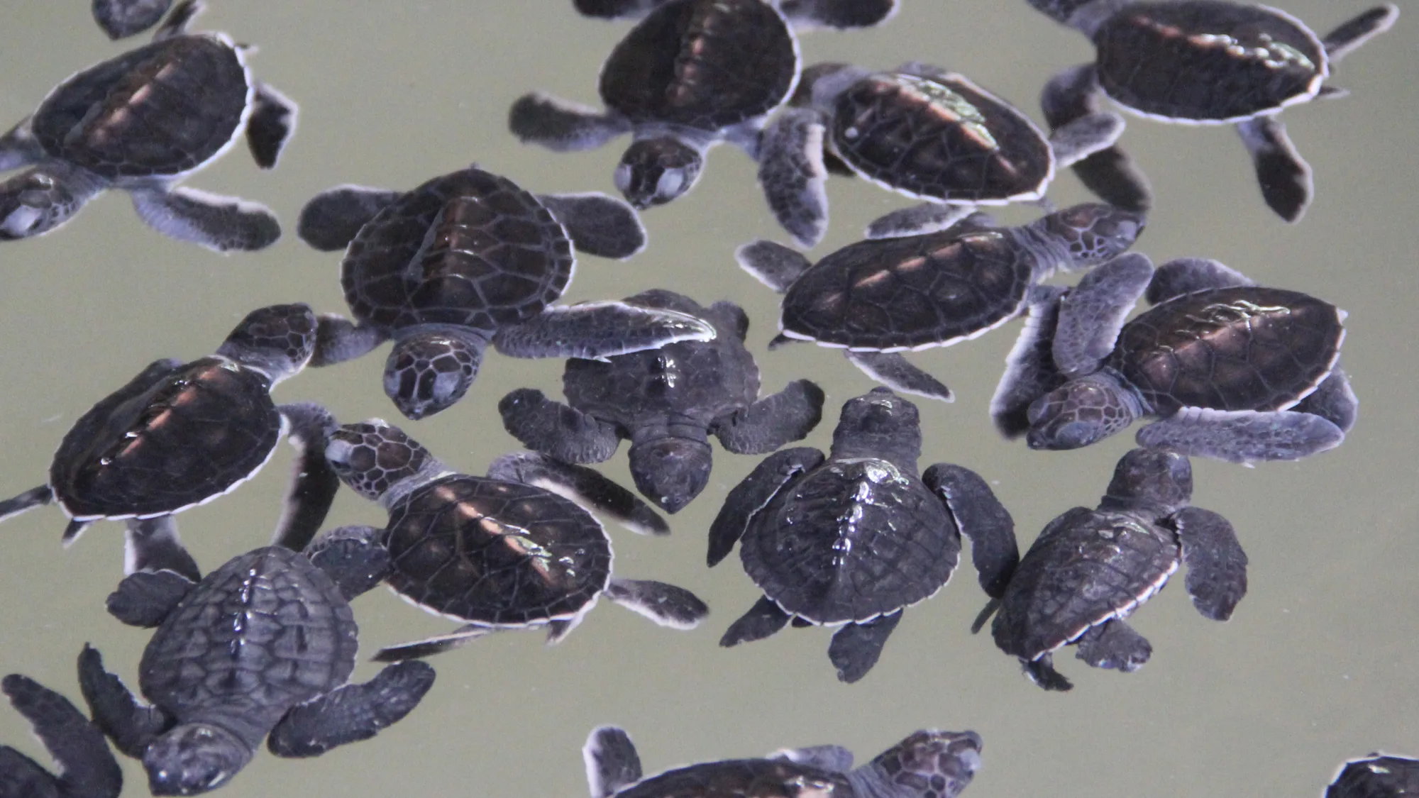Sea turtle hatchlings in a holding tank at the Kosgoda hatchery