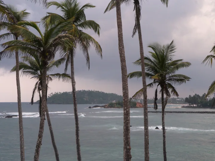 Coconut palms above the sea at Coconut Tree Hill, Mirissa