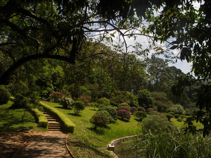 A shaded path through the Royal Botanical Gardens at Peradeniya