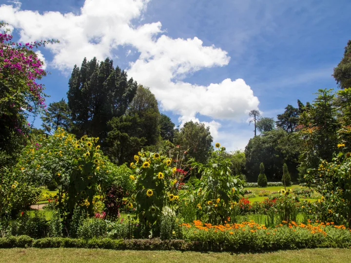Flower beds in Victoria Park, Nuwara Eliya